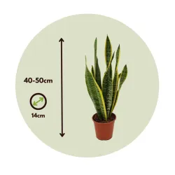 Langue De Belle-Mère - Sansevieria Trifasciata Laurentii - H40-50Cm - ⌀14Cm