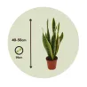 Langue De Belle-Mère - Sansevieria Trifasciata Laurentii - H40-50Cm - ⌀14Cm