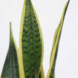 Langue De Belle-Mère - Sansevieria Trifasciata Laurentii - H40-50Cm - ⌀14Cm