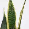 Langue De Belle-Mère - Sansevieria Trifasciata Laurentii - H40-50Cm - ⌀14Cm