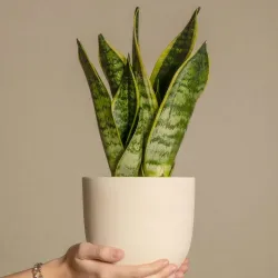 Langue De Belle-Mère - Sansevieria Trifasciata Laurentii - H40-50Cm - ⌀14Cm