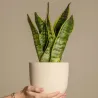 Langue De Belle-Mère - Sansevieria Trifasciata Laurentii - H40-50Cm - ⌀14Cm