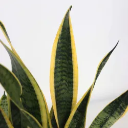 Langue De Belle-Mère - Sansevieria Trifasciata Laurentii - H40-50Cm - ⌀14Cm