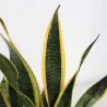 Langue De Belle-Mère - Sansevieria Trifasciata Laurentii - H40-50Cm - ⌀14Cm