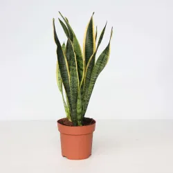 Langue De Belle-Mère - Sansevieria Trifasciata Laurentii - H40-50Cm - ⌀14Cm