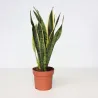 Langue De Belle-Mère - Sansevieria Trifasciata Laurentii - H40-50Cm - ⌀14Cm