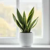 Langue De Belle-Mère - Sansevieria Trifasciata Laurentii - H40-50Cm - ⌀14Cm