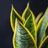 Langue De Belle-Mère - Sansevieria Trifasciata Laurentii - H40-50Cm - ⌀14Cm