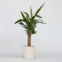 Pied D'éléphant - Yucca Elephantipes - Hauteur 50-60Cm - ⌀14Cm