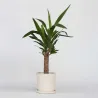 Pied D'éléphant - Yucca Elephantipes - Hauteur 50-60Cm - ⌀14Cm
