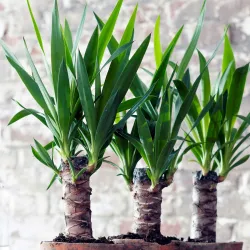 Pied D'éléphant - Yucca Elephantipes - Hauteur 50-60Cm - ⌀14Cm