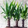 Pied D'éléphant - Yucca Elephantipes - Hauteur 50-60Cm - ⌀14Cm