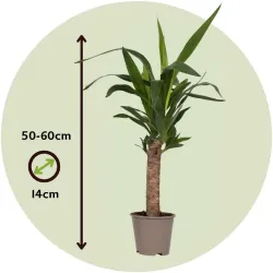 Pied D'éléphant - Yucca Elephantipes - Hauteur 50-60Cm - ⌀14Cm