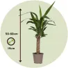 Pied D'éléphant - Yucca Elephantipes - Hauteur 50-60Cm - ⌀14Cm
