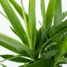Pied D'éléphant - Yucca Elephantipes - Hauteur 50-60Cm - ⌀14Cm
