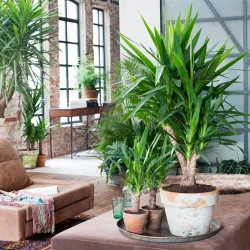 Pied D'éléphant - Yucca Elephantipes - Hauteur 50-60Cm - ⌀14Cm