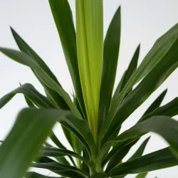 Pied D'éléphant - Yucca Elephantipes - Hauteur 50-60Cm - ⌀14Cm