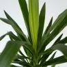 Pied D'éléphant - Yucca Elephantipes - Hauteur 50-60Cm - ⌀14Cm
