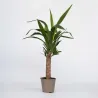Pied D'éléphant - Yucca Elephantipes - Hauteur 50-60Cm - ⌀14Cm