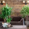 Pied D'éléphant - Yucca Elephantipes - Hauteur 50-60Cm - ⌀14Cm