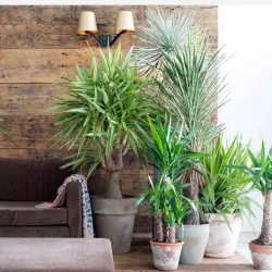 Pied D'éléphant - Yucca Elephantipes - Hauteur 50-60Cm - ⌀14Cm