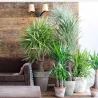 Pied D'éléphant - Yucca Elephantipes - Hauteur 50-60Cm - ⌀14Cm