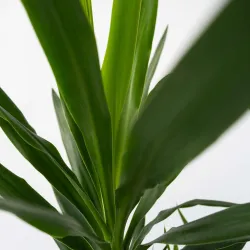 Pied D'éléphant - Yucca Elephantipes - Hauteur 50-60Cm - ⌀14Cm