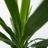Pied D'éléphant - Yucca Elephantipes - Hauteur 50-60Cm - ⌀14Cm