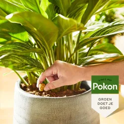 Pokon Cônes Alimentaires Pour Plantes D'intérieur - 10 Pièces