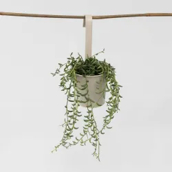 Collier De Perles - Senecio Radicans - Hauteur 10-20Cm - ⌀12Cm