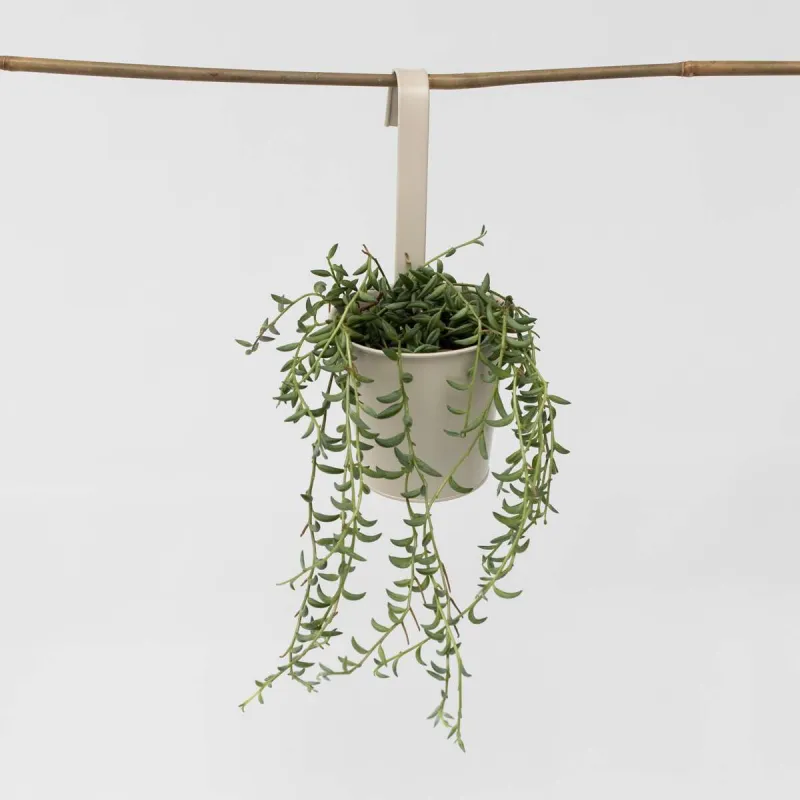 Collier De Perles - Senecio Radicans - Hauteur 10-20Cm - ⌀12Cm
