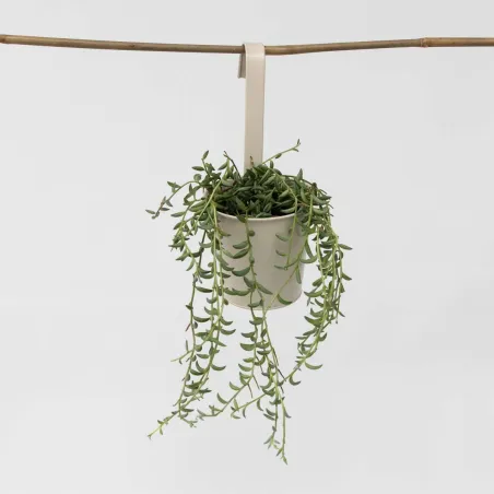 Collier De Perles - Senecio Radicans - Hauteur 10-20Cm - ⌀12Cm