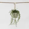 Collier De Perles - Senecio Radicans - Hauteur 10-20Cm - ⌀12Cm