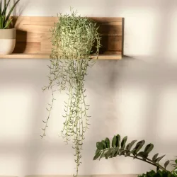 Collier De Perles - Senecio Radicans - Hauteur 10-20Cm - ⌀12Cm