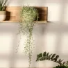 Collier De Perles - Senecio Radicans - Hauteur 10-20Cm - ⌀12Cm