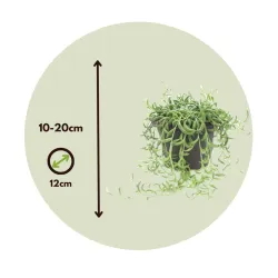 Collier De Perles - Senecio Radicans - Hauteur 10-20Cm - ⌀12Cm