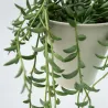 Collier De Perles - Senecio Radicans - Hauteur 10-20Cm - ⌀12Cm