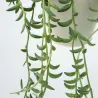 Collier De Perles - Senecio Radicans - Hauteur 10-20Cm - ⌀12Cm