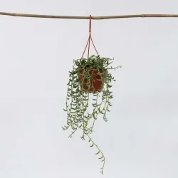 Collier De Perles - Senecio Radicans - Hauteur 10-20Cm - ⌀12Cm