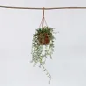 Collier De Perles - Senecio Radicans - Hauteur 10-20Cm - ⌀12Cm