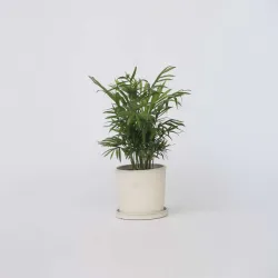 Palmier De Salon - Chamaedorea Elegans - Hauteur 30-40Cm - ⌀12Cm