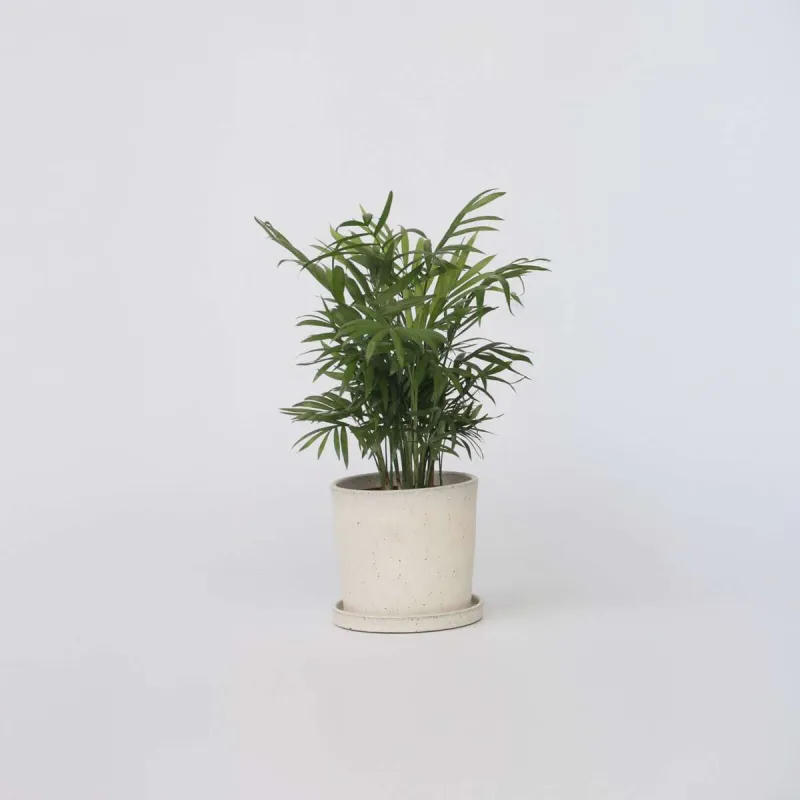 Palmier De Salon - Chamaedorea Elegans - Hauteur 30-40Cm - ⌀12Cm