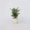 Palmier De Salon - Chamaedorea Elegans - Hauteur 30-40Cm - ⌀12Cm