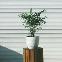 Palmier De Salon - Chamaedorea Elegans - Hauteur 30-40Cm - ⌀12Cm