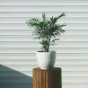 Palmier De Salon - Chamaedorea Elegans - Hauteur 30-40Cm - ⌀12Cm