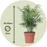 Palmier De Salon - Chamaedorea Elegans - Hauteur 30-40Cm - ⌀12Cm