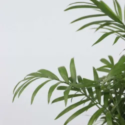 Palmier De Salon - Chamaedorea Elegans - Hauteur 30-40Cm - ⌀12Cm