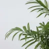 Palmier De Salon - Chamaedorea Elegans - Hauteur 30-40Cm - ⌀12Cm