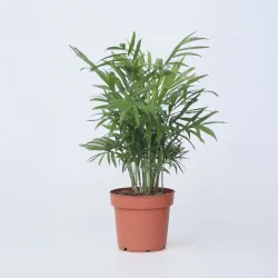 Palmier De Salon - Chamaedorea Elegans - Hauteur 30-40Cm - ⌀12Cm