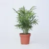 Palmier De Salon - Chamaedorea Elegans - Hauteur 30-40Cm - ⌀12Cm